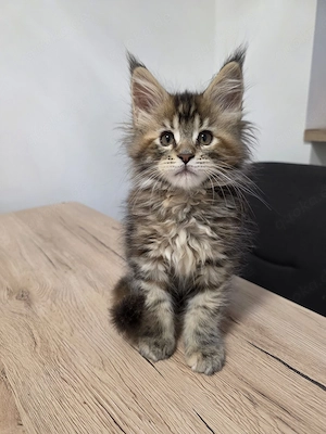 Maine Coon Kitte Weibchen 