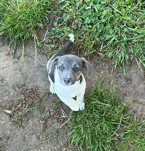Jack Russel Hündin blau weiß