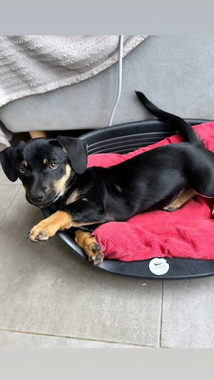  Amanda - Liebevolle kleine Hundedame sucht ihr Glück