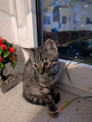 katzen 2 jung
