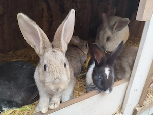 Kaninchen suchen Möhrchengeber 