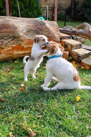 Jack Russell Terrier Rauhhaar broken coat Welpen