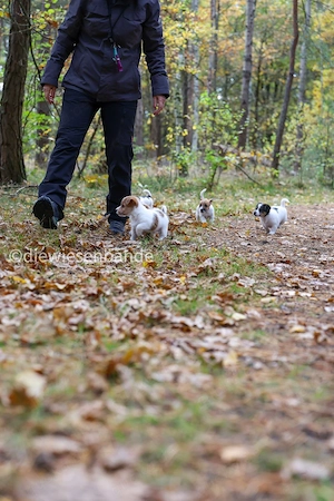 Jack Russell Terrier Rauhhaar broken coat Welpen Bild 5