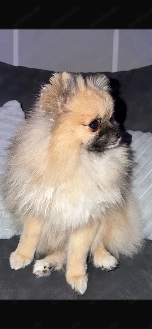 Mini Pomeranian