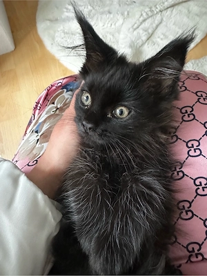maine coon baby katze  Bild 2