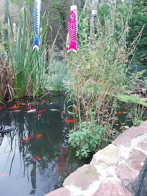 Goldfische Teichfische Kaltwasserfische rot weiß 