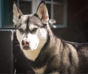 Huskywelpen Wurfankündigung 