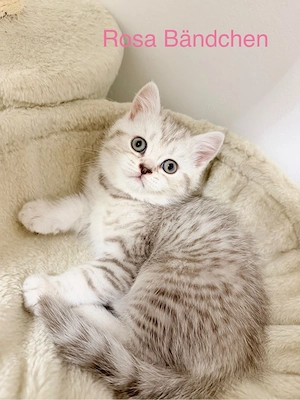Süße BKH Kitten 