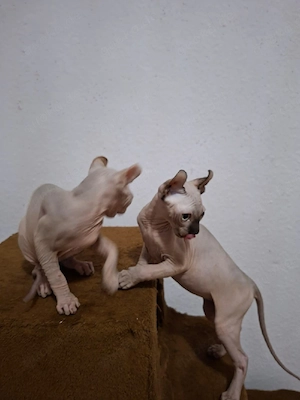 Sphynx Kitten  Bild 9