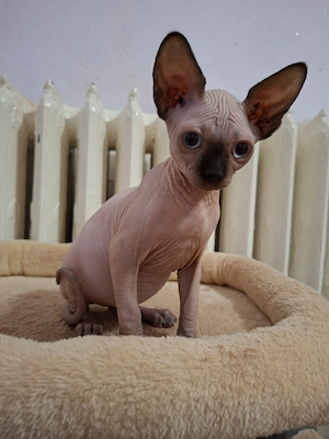 Sphynx Kitten  Bild 3
