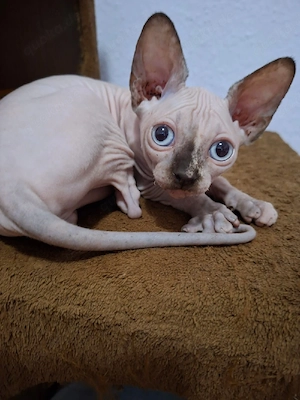 Sphynx Kitten  Bild 2