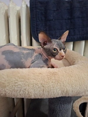 Sphynx Kitten 