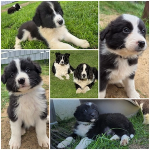 Verkaufe Wunderschöne Bordercollie Mischling Welpen 