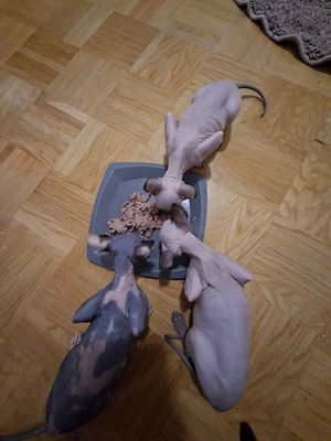Sphynx Kitten  Bild 5