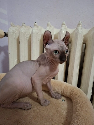 Sphynx Kitten  Bild 6