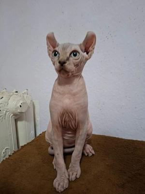Sphynx Kitten  Bild 7