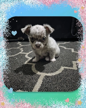 Chihuahua Rüde reinrassig 