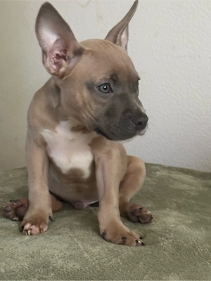 American Pocket Bully Rüde 11 Wochen alt 