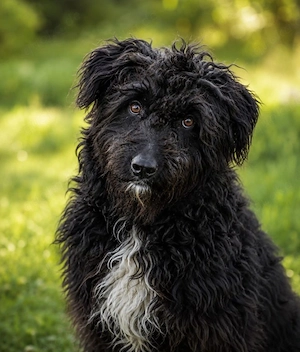 Ludwig - ein tolles schwarzes Schaf!