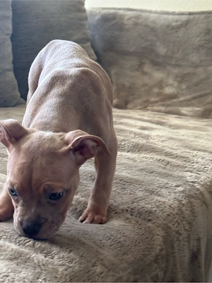 American Pocket Bully Merle Hündin 11 wochen alt  Bild 3