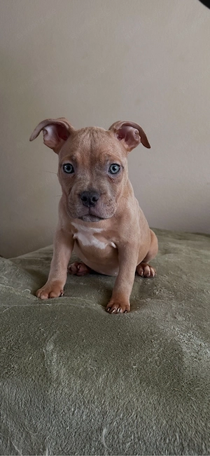 American Pocket Bully Merle Hündin 11 wochen alt 
