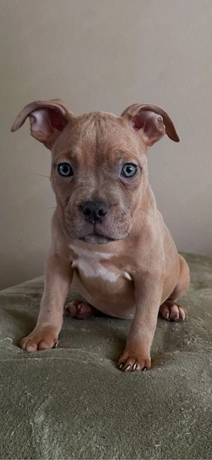 American Pocket Bully Merle Hündin 11 wochen alt  Bild 5