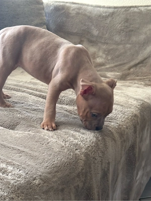 American Pocket Bully Merle Hündin 11 wochen alt  Bild 4
