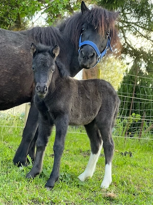 Typstarkes Shetlandpony Hengstfohlen Shetty Shetland