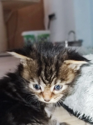 Reinrassige Maine Coon Kitten Tabby dreifarbig mit XXL-Genen Kater und Kätzin Bild 4