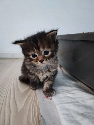 Reinrassige Maine Coon Kitten Tabby dreifarbig mit XXL-Genen Kater und Kätzin Bild 3