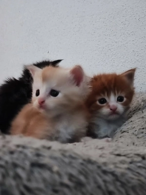 Reinrassige Maine Coon Kitten Tabby dreifarbig mit XXL-Genen Kater und Kätzin Bild 2