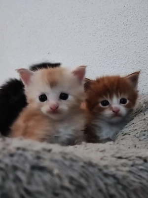 Reinrassige Maine Coon Kitten Tabby dreifarbig mit XXL-Genen Kater und Kätzin Bild 5