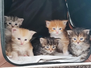 Maine Coon Kätzchen Baby Kitten suchen ein Zuhause, Tabby