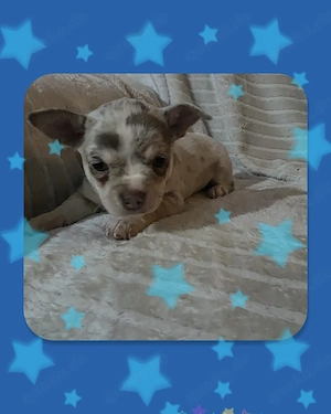 Chihuahua Welpe Rüde reinrassig 