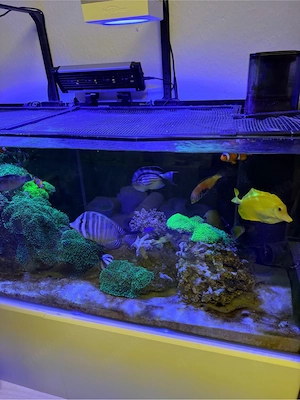 waterbox AIO 65.4