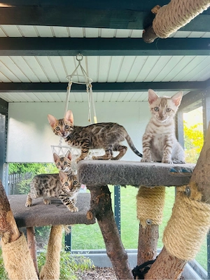 Wunderschöne Bengal Kitten abzugeben   Snow Bengal dabei