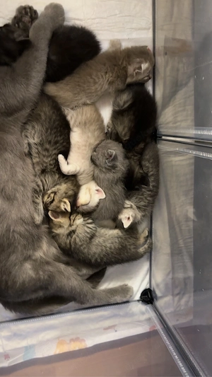 Bkh kitten  Bild 2