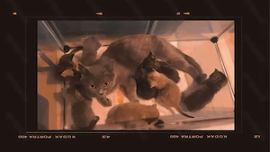 Bkh kitten 