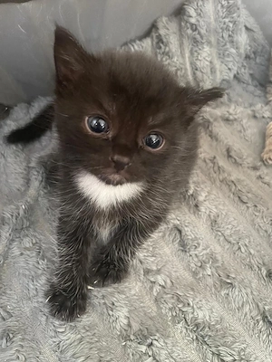 Baby katzen