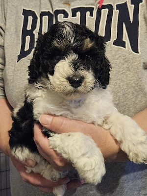 Goldendoodle Welpen