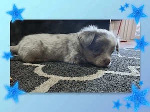 Chihuahua Welpe Rüde reinrassig  Bild 2