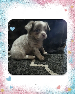 Chihuahua Welpe Rüde reinrassig  Bild 5