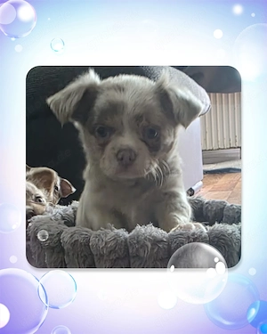 Chihuahua Welpe Rüde reinrassig  Bild 4