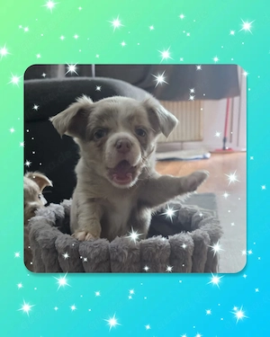 Chihuahua Welpe Rüde reinrassig  Bild 3