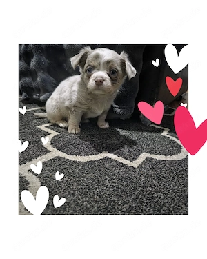 Chihuahua Welpe Rüde reinrassig  Bild 6