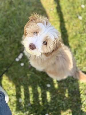      Maltipoo Deckrüde   sozial, verspielt & wunderschön