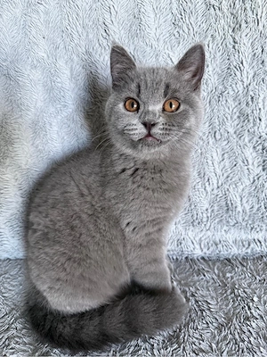 Kitten suchen ein neues Zuhause Bild 7