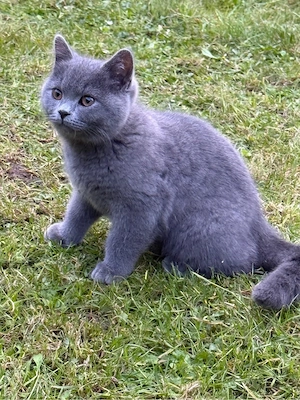 Kitten suchen ein neues Zuhause Bild 9