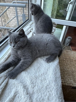 Kitten suchen ein neues Zuhause Bild 8