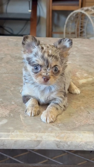 Entzückende Chihuahua-Welpen